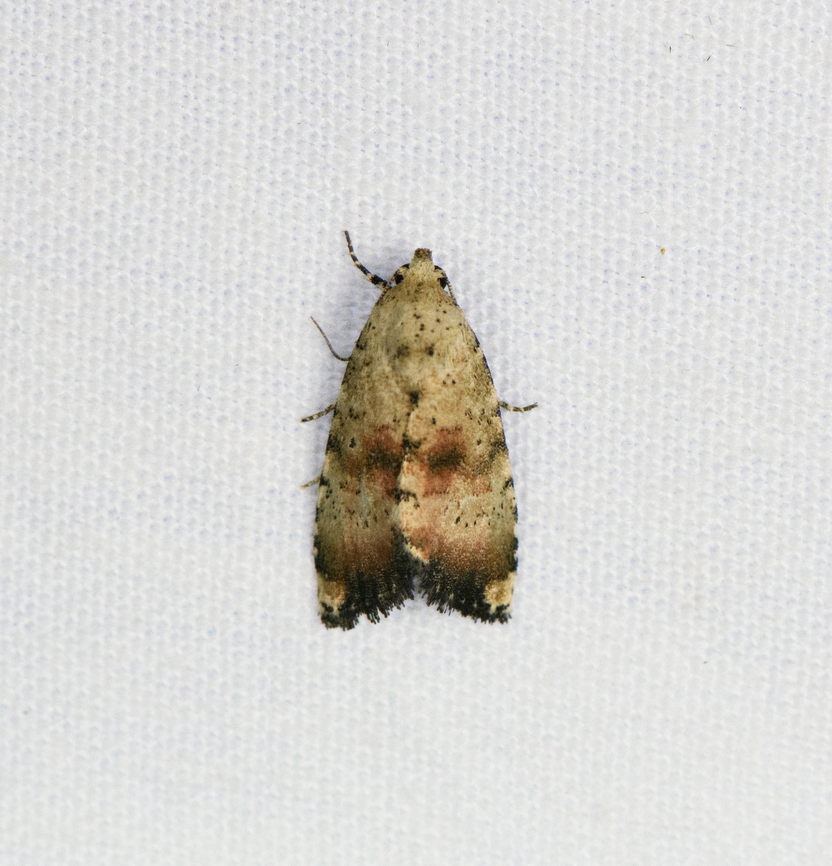 Cutworm moth, Urapanes del Bosque, Colombia  Colombia,Colombia 2022,Fall,Geotagged,South America,Urapanes del Bosque,World