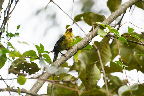Yellow-headed brush finch, Urapanes del Bosque, Colombia  Atlapetes flaviceps,Colombia,Colombia 2022,Fall,Geotagged,South America,Urapanes del Bosque,World,Yellow-headed brush finch