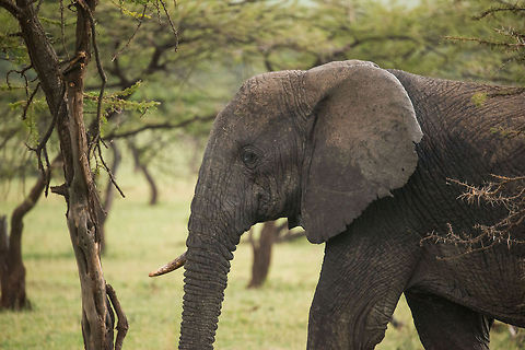 African Bush Elephant closeup, Serengeti North  Africa,African bush elephant,Loxodonta africana,Serengeti National Park,Serengeti North,Serengeti area,Tanzania