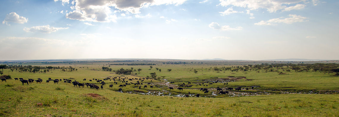 Large herd of African Buffalos, Serengeti North (Panorama)  Africa,African buffalo,Geotagged,Serengeti National Park,Serengeti North,Serengeti area,Syncerus caffer,Tanzania