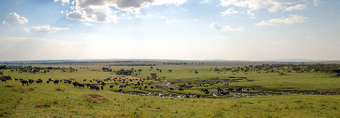 Large herd of African Buffalos, Serengeti North (Panorama)  Africa,African buffalo,Geotagged,Serengeti National Park,Serengeti North,Serengeti area,Syncerus caffer,Tanzania