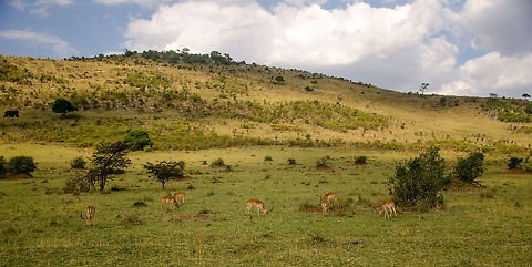 Female Impalas grazing, Serengeti North  Aepyceros melampus,Africa,Impala,Serengeti National Park,Serengeti North,Serengeti area,Tanzania