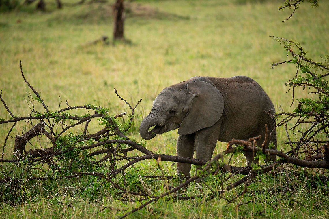Baby elephant grazing on Acacia Tree, Serengeti North  Africa,African bush elephant,Loxodonta africana,Serengeti National Park,Serengeti North,Serengeti area,Tanzania