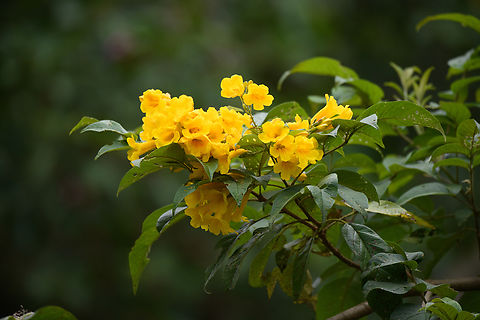 Golden Trumpet-Tree