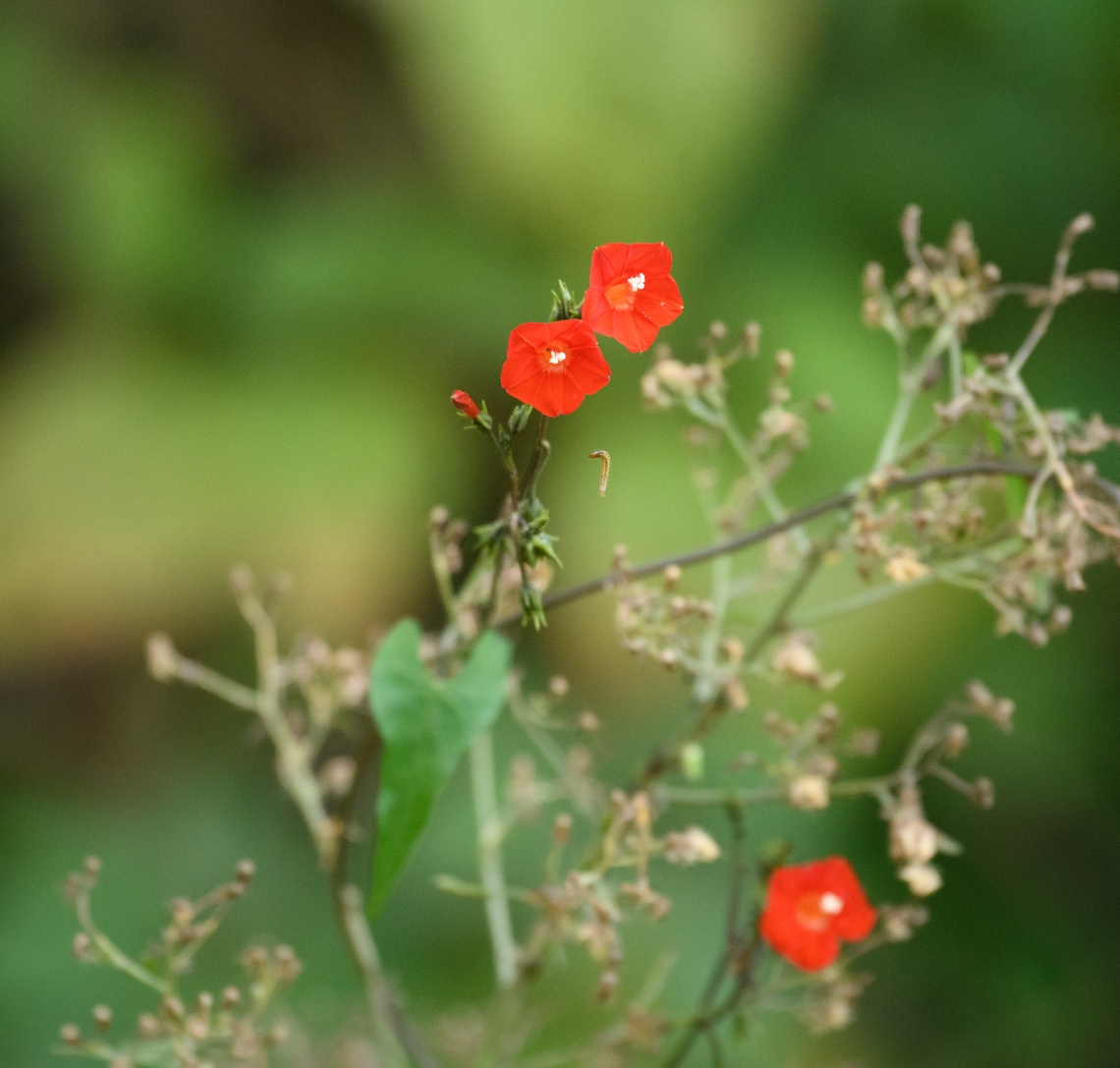 Ipomoea hederifolia, Urapanes del Bosque, Colombia  Colombia,Colombia 2022,Fall,Geotagged,Ipomoea hederifolia,Scarlet creeper,South America,Urapanes del Bosque,World