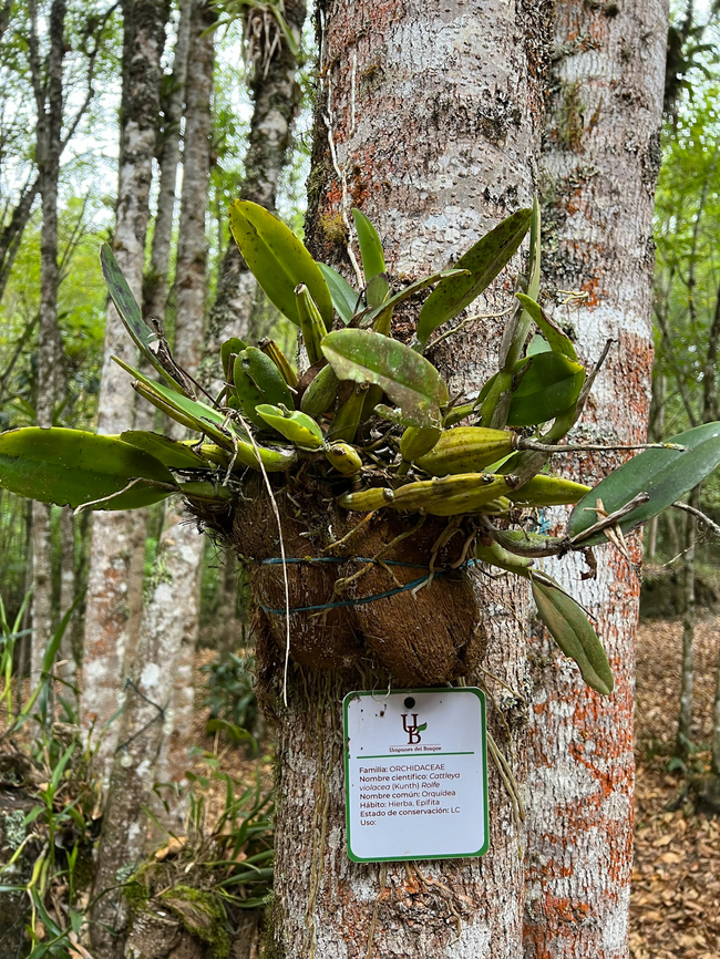 Cattleya violacea, Urapanes del Bosque, Colombia Non-flowering, cultivated in the Urapanes del Bosque's area. Cattleya violacea,Colombia,Colombia 2022,Fall,Geotagged,South America,Urapanes del Bosque,World