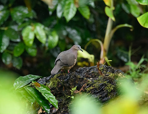 Tolima dove, Urapanes del Bosque, Colombia Endemic and rarely observed. Here it was hanging out near the edges of a feeder site. Colombia,Colombia 2022,Fall,Geotagged,Leptotila conoveri,South America,Tolima dove,Urapanes del Bosque,World