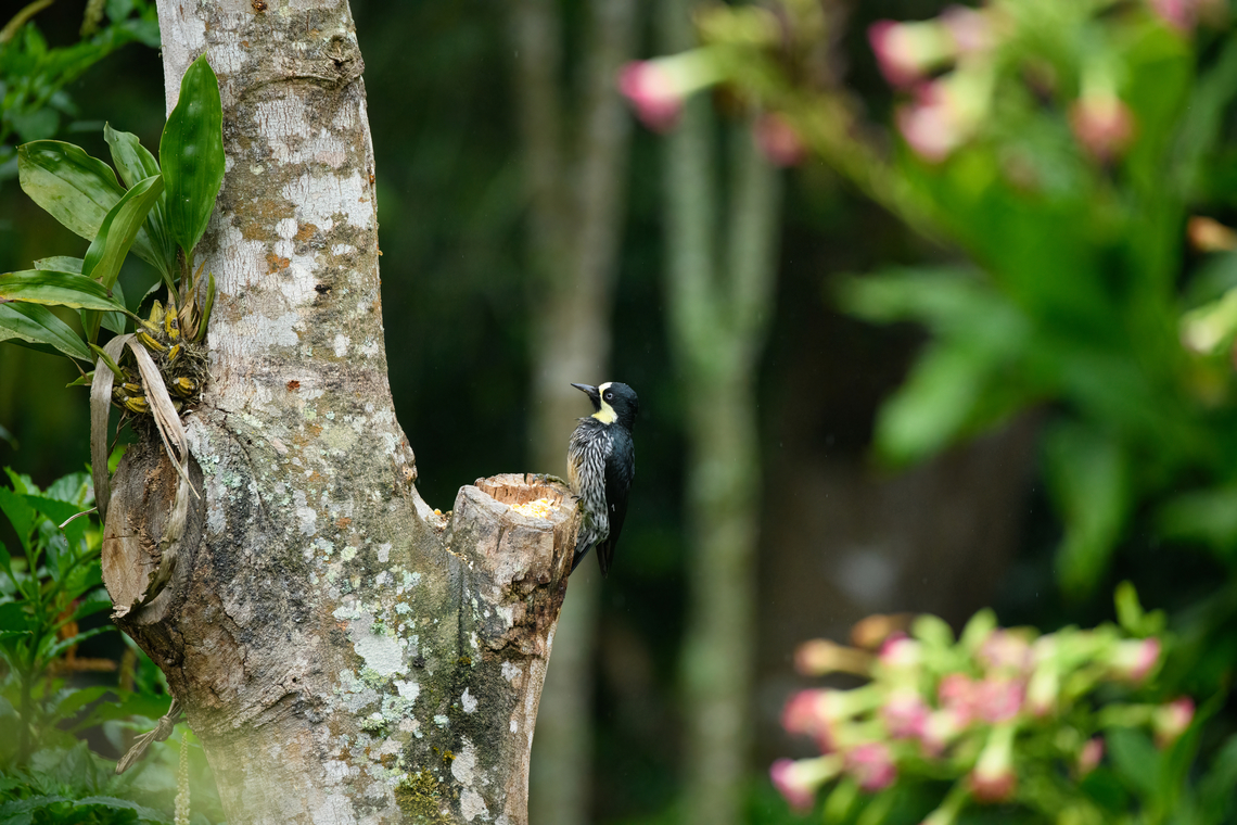 Acorn Woodpecker, Urapanes del Bosque, Colombia  Acorn Woodpecker,Colombia,Colombia 2022,Fall,Geotagged,Melanerpes formicivorus,South America,Urapanes del Bosque,World