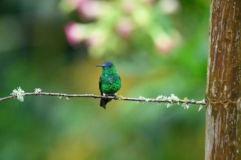 Indigo-capped hummingbird, Urapanes del Bosque, Colombia In heavy rain. Amazilia cyanifrons,Colombia,Colombia 2022,Fall,Geotagged,Indigo-capped hummingbird,South America,Urapanes del Bosque,World