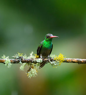 Rufous-tailed hummingbird