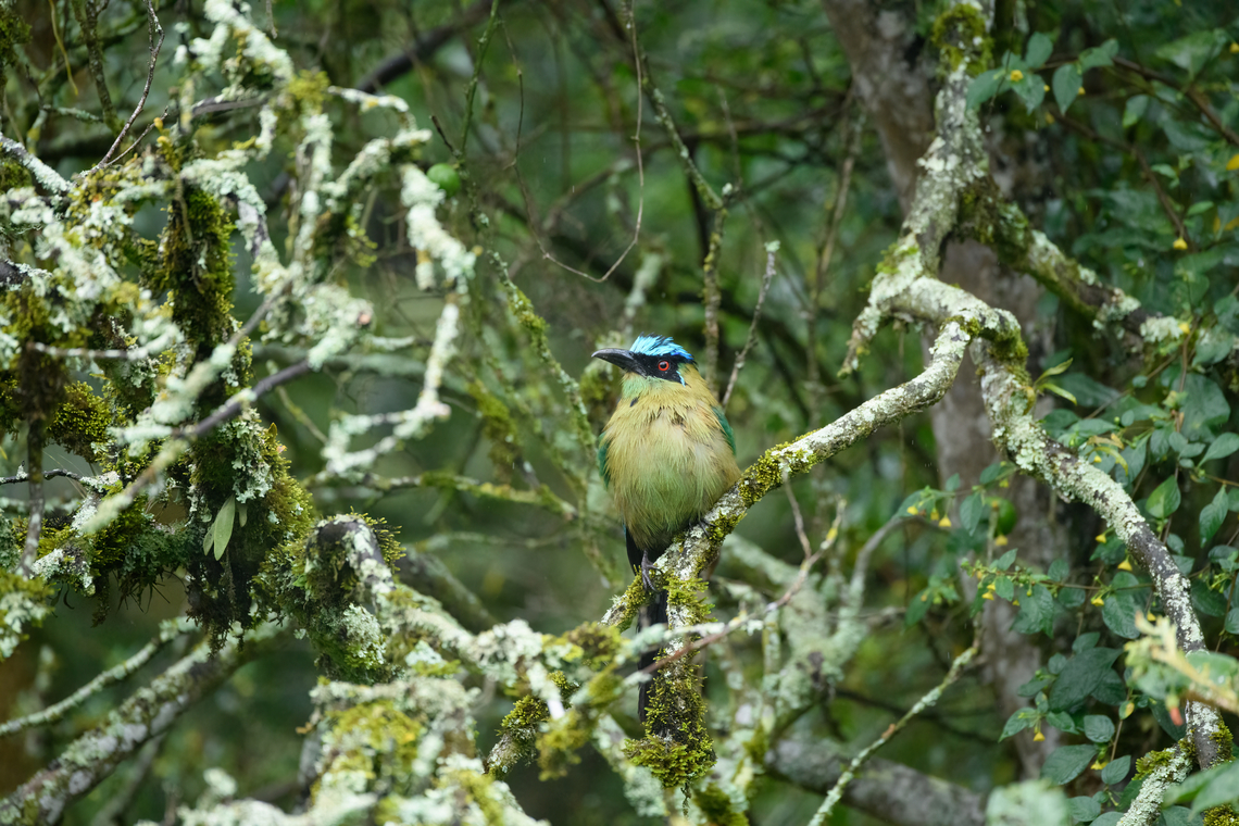 Andean motmot in lichen-covered tree, Urapanes del Bosque, Colombia  Andean motmot,Colombia,Colombia 2022,Fall,Geotagged,Momotus aequatorialis,South America,Urapanes del Bosque,World