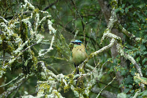 Andean motmot in lichen-covered tree, Urapanes del Bosque, Colombia  Andean motmot,Colombia,Colombia 2022,Fall,Geotagged,Momotus aequatorialis,South America,Urapanes del Bosque,World