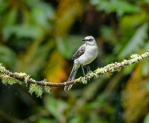 Tropical Mockingbird, Urapanes del Bosque, Colombia  Colombia,Colombia 2022,Fall,Geotagged,Mimus gilvus,South America,Tropical Mockingbird,Urapanes del Bosque,World