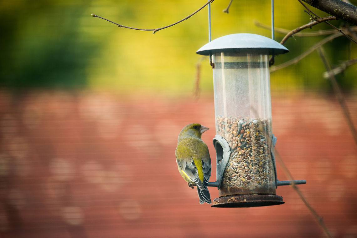 European Greenfinch in our garden Shot through the blinds from inside our house, hence the stripes. We feed birds all year long. Carduelis chloris,European Greenfinch,Heesch