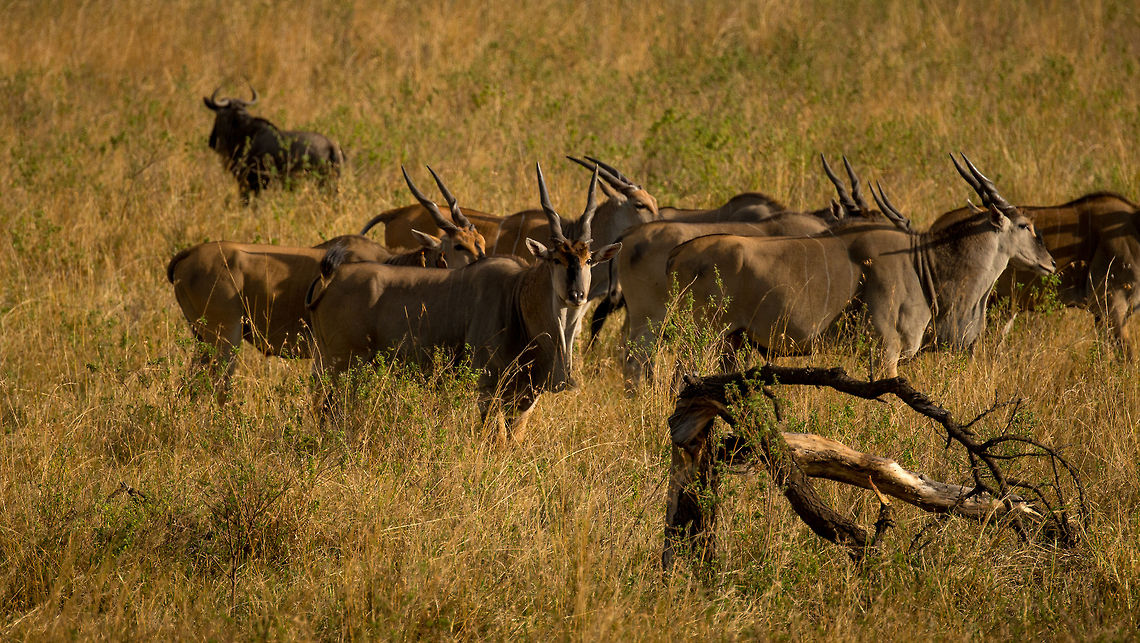 Common Elands at safe distance, Serengeti North A male common Eland observes us from a safe distance, whilst the herd flees. Despite being one of the largest antelopes in the world, they came across as extraordinary shy to us, compared to other animals in the Serengeti.<br />
<br />
The name &quot;Eland&quot; is confusing for dutch people (like me). In dutch, &quot;Eland&quot; means &quot;Moose&quot;, whilst in english &quot;Eland&quot; just means &quot;Eland&quot;. Africa,Common eland,Serengeti National Park,Serengeti North,Serengeti area,Tanzania,Taurotragus oryx