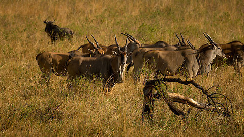 Common Elands at safe distance, Serengeti North A male common Eland observes us from a safe distance, whilst the herd flees. Despite being one of the largest antelopes in the world, they came across as extraordinary shy to us, compared to other animals in the Serengeti.

The name "Eland" is confusing for dutch people (like me). In dutch, "Eland" means "Moose", whilst in english "Eland" just means "Eland". Africa,Common eland,Serengeti National Park,Serengeti North,Serengeti area,Tanzania,Taurotragus oryx
