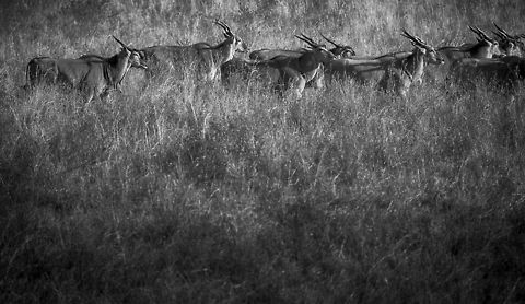 Military run of Common Elands, Serengeti North (B&W) Common Elands seem very shy, yet as they flee the scene, they do so in order: in neat rows of 2, all at the same pace. Note that this is quite some weight moving to the beat, as adult males can be up to 1000kg in weight.

Note that the long shadows reveal that this was captured as sunset. Africa,Common eland,Serengeti National Park,Serengeti North,Serengeti area,Tanzania,Taurotragus oryx