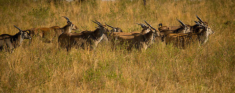 Military run of Common Elands, Serengeti North Common Elands seem very shy, yet as they flee the scene, they do so in order: in neat rows of 2, all at the same pace. Note that this is quite some weight moving to the beat, as adult males can be up to 1000kg in weight.

Note that the long shadows reveal that this was captured as sunset. Africa,Common eland,Serengeti National Park,Serengeti North,Serengeti area,Tanzania,Taurotragus oryx
