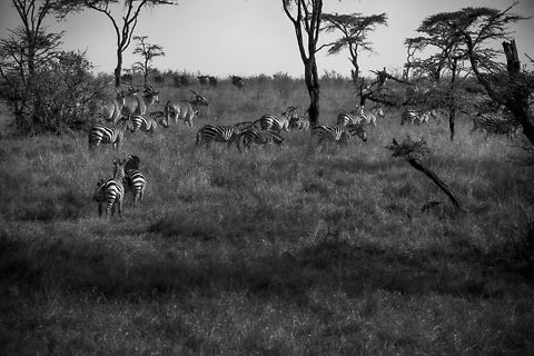 Migratory Zebras and Common Elands migrating in Serengeti North. Africa,Common eland,Serengeti National Park,Serengeti North,Serengeti area,Tanzania,Taurotragus oryx