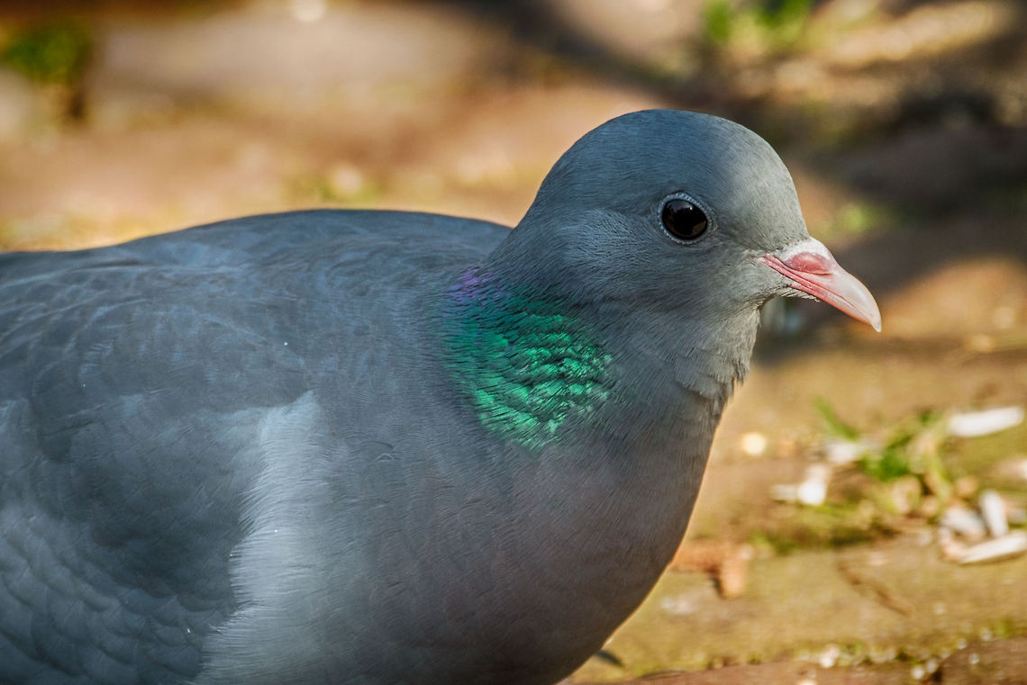 Stock Dove closeup Captured in our garden. This is an extreme crop, to highlight the green patch in their neck. Animals,Birds,Columba oenas,Europe,Heesch,Nature,Netherlands,Stock Dove