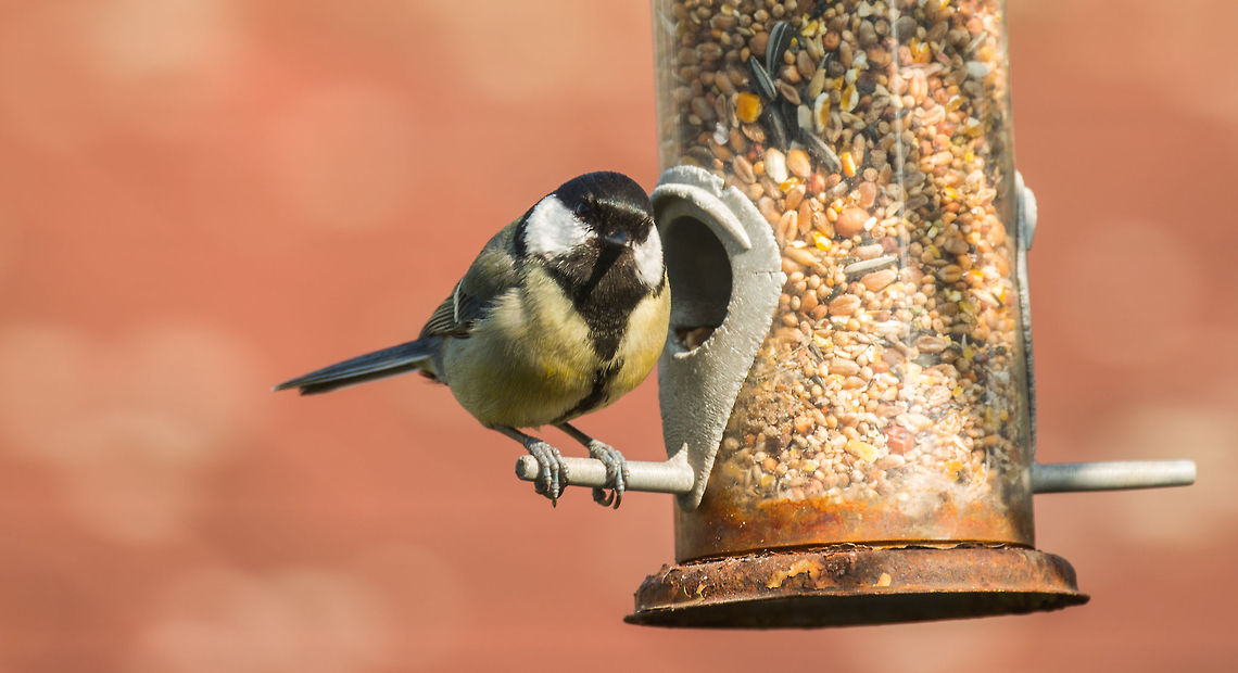 Great Tit feeding in garden, Netherlands A Great Tit introduces himself before eating from my generous donation in the garden. You can tell that this is a male by its black &quot;tie&quot;, which is broader in males than it is in females. Animals,Birds,Europe,Great Tit,Heesch,Nature,Netherlands,Parus major