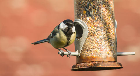 Great Tit feeding in garden, Netherlands A Great Tit introduces himself before eating from my generous donation in the garden. You can tell that this is a male by its black "tie", which is broader in males than it is in females. Animals,Birds,Europe,Great Tit,Heesch,Nature,Netherlands,Parus major