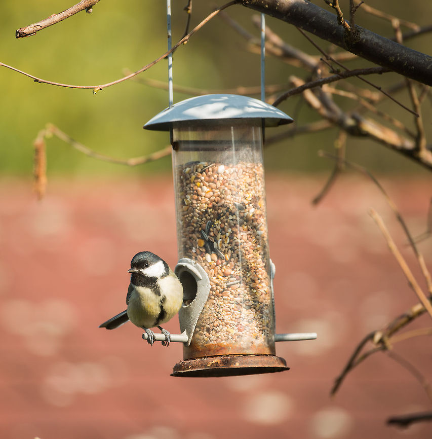 Great Tit feeding on seeds, Netherlands This is one of the most common song birds in the Netherlands, thanks to many people providing artificial nests to help it through the winter. Fun fact: the more yellow their feathers, the more caterpillars they have eaten. Animals,Birds,Europe,Great Tit,Heesch,Nature,Netherlands,Parus major