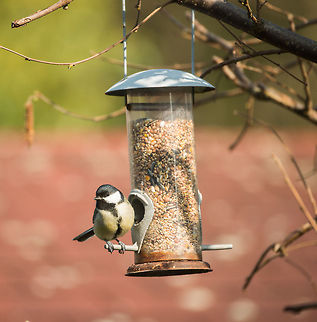 Great Tit feeding on seeds, Netherlands This is one of the most common song birds in the Netherlands, thanks to many people providing artificial nests to help it through the winter. Fun fact: the more yellow their feathers, the more caterpillars they have eaten. Animals,Birds,Europe,Great Tit,Heesch,Nature,Netherlands,Parus major