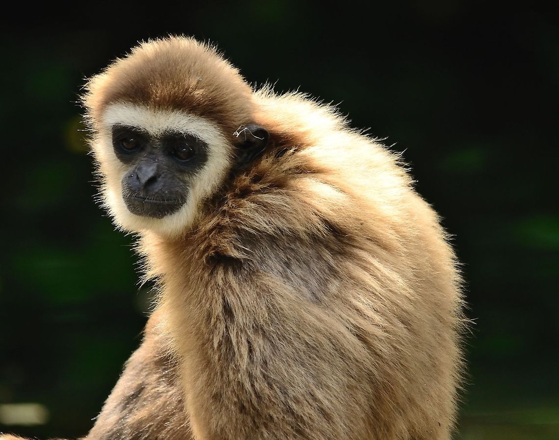 Brown Gibbon Also known as the &quot;lesser ape&quot;. Hardly justified, as this is the fastest and most agile mammal in the treetops. Gibbon,Hylobates lar,Lar gibbon,Monkeys,Rhenen Zoo