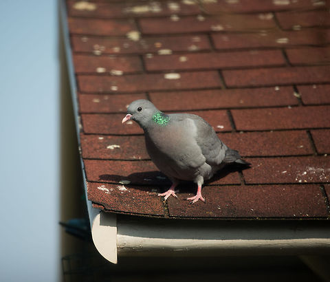 Stock Dove staring contest This stock dove has been coming to our garden for years. I feed it by dropping old bread on the garden floor. Still, it insists on a staring contest with me inside before landing. Animals,Birds,Columba oenas,Europe,Heesch,Nature,Netherlands,Stock Dove