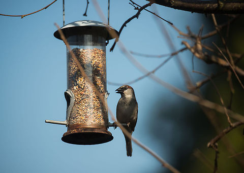 House Sparrow in our garden, Netherlands  Animals,Birds,Europe,Heesch,House Sparrow,Nature,Netherlands,Passer domesticus
