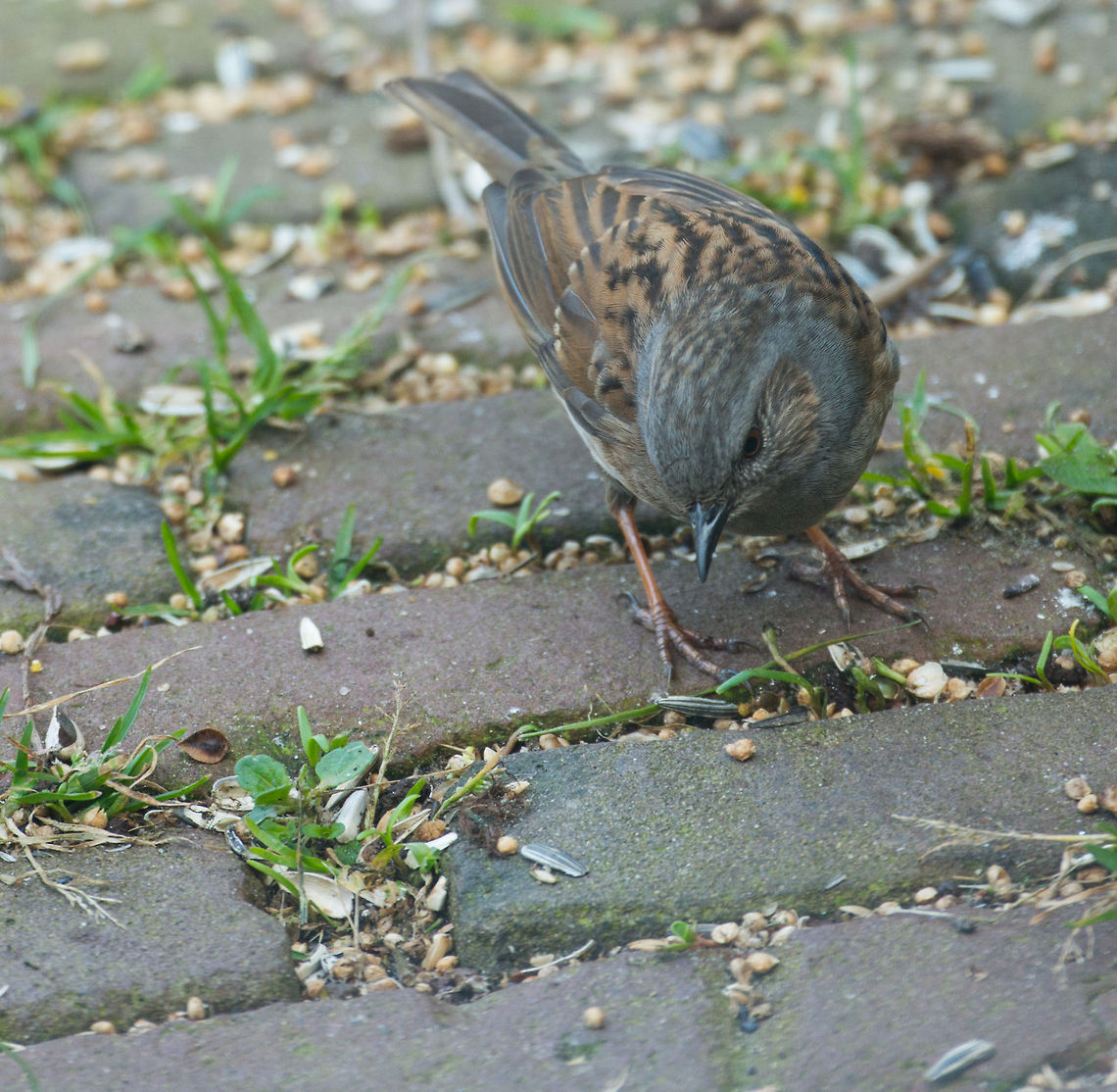Dunnock picking seeds from our garden floor This is one of the most common, yet most unknown birds in the Netherlands. Likely this is due to its relatively dull appearance, which it makes up by song. Furthermore, it is a bird that is easily missed, as it spends most of its time on the floor. Animals,Birds,Dunnock,Europe,Heesch,Nature,Netherlands,Prunella modularis