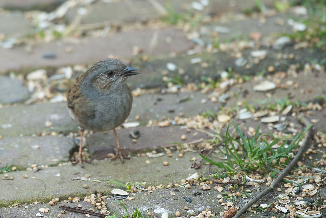 Dunnock portrait, the Netherlands  Animals,Birds,Dunnock,Europe,Heesch,Nature,Netherlands,Prunella modularis