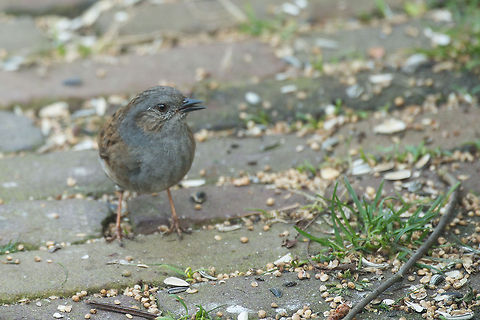 Dunnock portrait, the Netherlands  Animals,Birds,Dunnock,Europe,Heesch,Nature,Netherlands,Prunella modularis