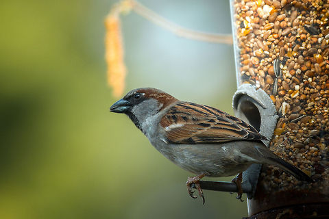 House Sparrow in our garden - closeup, Netherlands  Animals,Birds,Europe,Heesch,House Sparrow,Nature,Netherlands,Passer domesticus