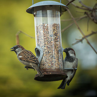 House Sparrows in our garden, Netherlands Two male House Sparrows occupy the feeder in our garden. Dominant males have more black in their feathers than less dominant males.  Animals,Birds,Europe,Heesch,House Sparrow,Nature,Netherlands,Passer domesticus