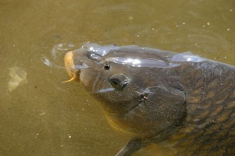 Leather Carp An enormous Leather Carp reaches the surface of the water. Their name comes from their very thick skin, which protects them. Carps,Common carp,Cyprinus carpio,Fish,Leather Carp,Rhenen Zoo