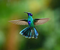 Sparkling violetear, Urapanes del Bosque, Colombia A very dominant bird around the feeder, constantly pushing away everyone else.<br />
https://www.jungledragon.com/image/151769/sparkling_violetear_-_side_view_urapanes_del_bosque_colombia.html Colibri coruscans,Colombia,Colombia 2022,Fall,Geotagged,South America,Sparkling violetear,Urapanes del Bosque,World