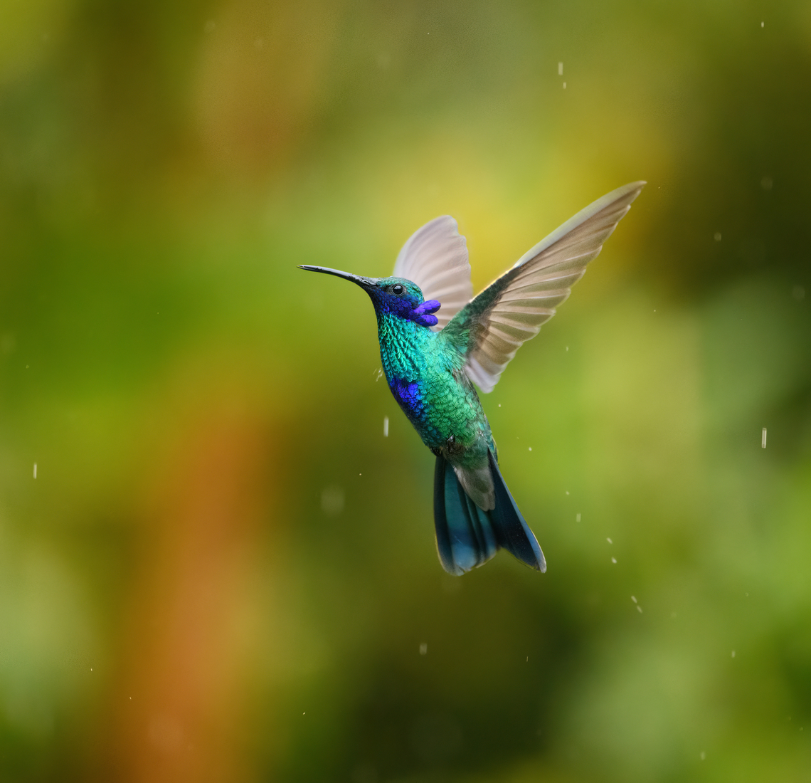 Sparkling violetear - side view, Urapanes del Bosque, Colombia A very dominant bird around the feeder, constantly pushing away everyone else.<br />
<figure class="photo"><a href="https://www.jungledragon.com/image/151768/sparkling_violetear_urapanes_del_bosque_colombia.html" title="Sparkling violetear, Urapanes del Bosque, Colombia"><img src="https://s3.amazonaws.com/media.jungledragon.com/images/2/151768_thumb.jpg?AWSAccessKeyId=05GMT0V3GWVNE7GGM1R2&Expires=1759968010&Signature=mRGKSDlwdQuYlUT4fE3T%2FvbJGjI%3D" width="200" height="168" alt="Sparkling violetear, Urapanes del Bosque, Colombia A very dominant bird around the feeder, constantly pushing away everyone else.<br />
https://www.jungledragon.com/image/151769/sparkling_violetear_-_side_view_urapanes_del_bosque_colombia.html Colibri coruscans,Colombia,Colombia 2022,Fall,Geotagged,South America,Sparkling violetear,Urapanes del Bosque,World" /></a></figure> Colibri coruscans,Colombia,Colombia 2022,Fall,Geotagged,South America,Sparkling violetear,Urapanes del Bosque,World