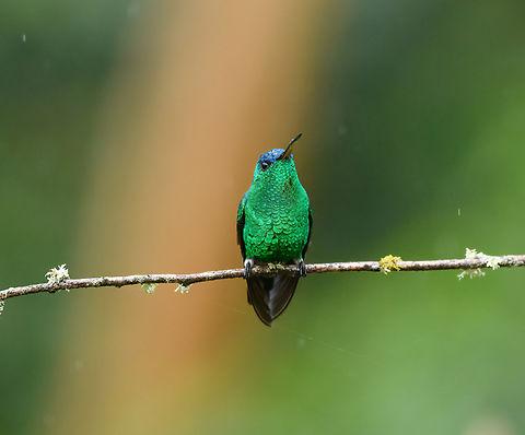 Indigo-capped hummingbird - closeup, Urapanes del Bosque, Colombia  Amazilia cyanifrons,Colombia,Colombia 2022,Fall,Geotagged,Indigo-capped hummingbird,South America,Urapanes del Bosque,World