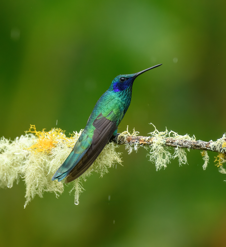 Sparkling violetear - perched, Urapanes del Bosque, Colombia  Colibri coruscans,Colombia,Colombia 2022,Fall,Geotagged,South America,Sparkling violetear,Urapanes del Bosque,World