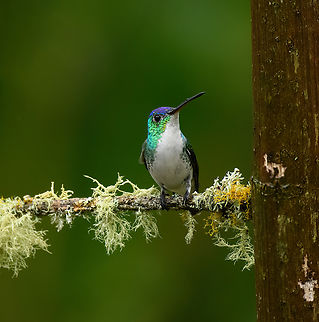 Andean emerald, Urapanes del Bosque, Colombia  Agyrtria franciae,Andean emerald,Colombia,Colombia 2022,Fall,Geotagged,South America,Urapanes del Bosque,World