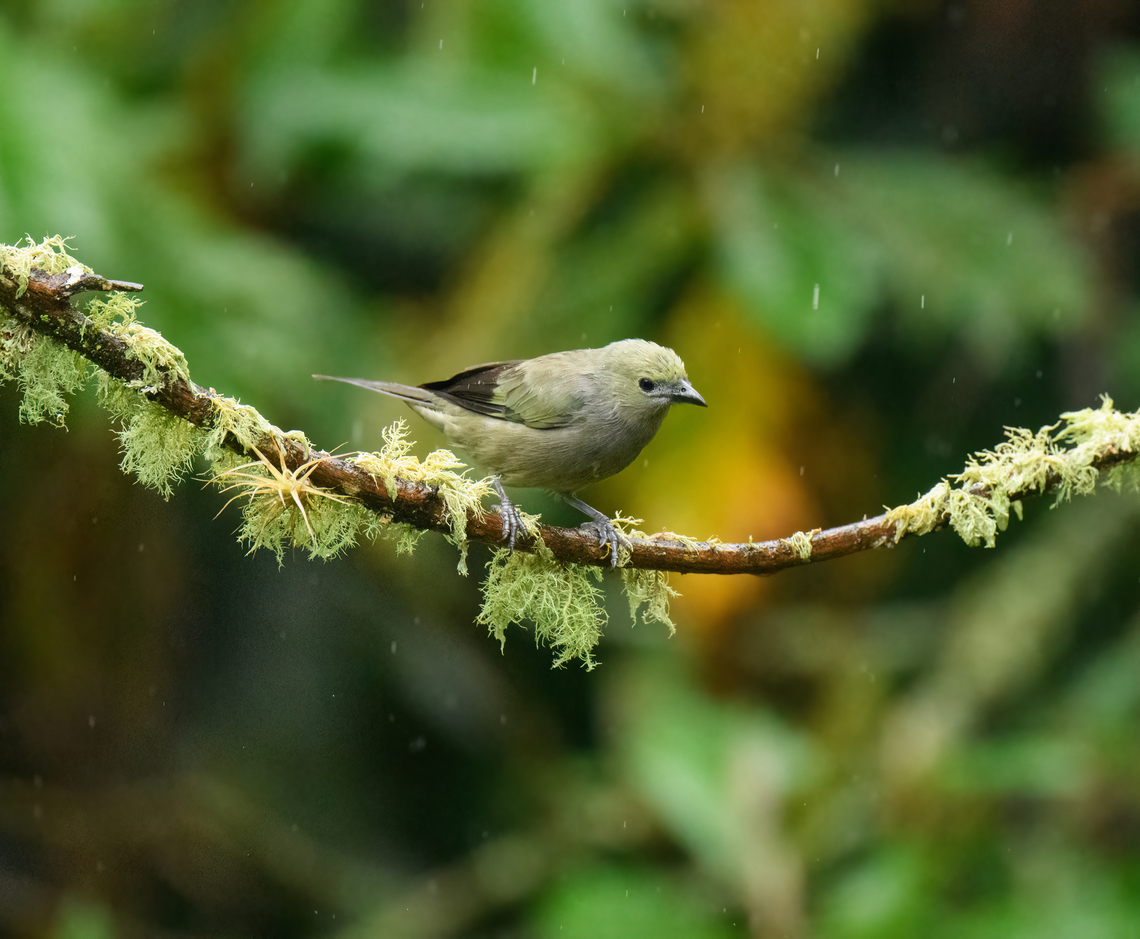 Palm Tanager, Urapanes del Bosque, Colombia  Colombia,Colombia 2022,Fall,Geotagged,Palm Tanager,South America,Thraupis palmarum,Urapanes del Bosque,World