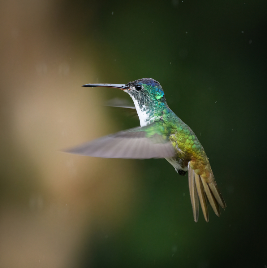 Andean emerald in flight, Urapanes del Bosque, Colombia  Agyrtria franciae,Andean emerald,Colombia,Colombia 2022,Fall,Geotagged,South America,Urapanes del Bosque,World