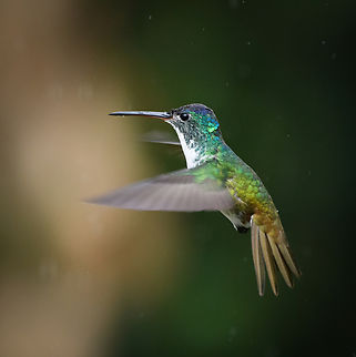 Andean emerald in flight, Urapanes del Bosque, Colombia  Agyrtria franciae,Andean emerald,Colombia,Colombia 2022,Fall,Geotagged,South America,Urapanes del Bosque,World