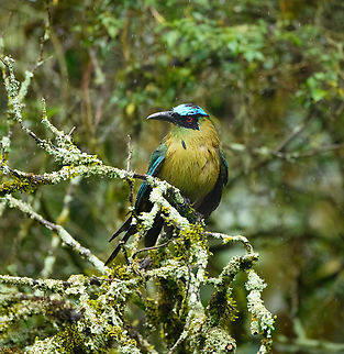Andean motmot - wet, Urapanes del Bosque, Colombia Soaking wet but refusing to move an inch. Andean motmot,Colombia,Colombia 2022,Fall,Geotagged,Momotus aequatorialis,South America,Urapanes del Bosque,World