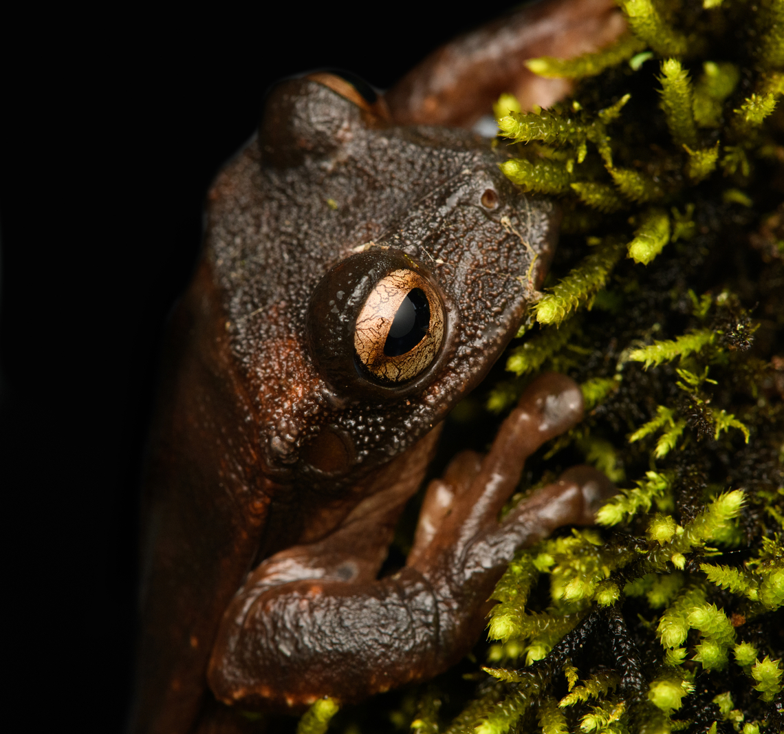 Gastrotheca nicefori, Urapanes del Bosque, Colombia This concludes coverage of our 2022 Colombia trip!<br />
<br />
Full travel report:<br />
<a href="https://ferdychristant.com/colombia-2022-travel-report-977b9c23542e" rel="nofollow">https://ferdychristant.com/colombia-2022-travel-report-977b9c23542e</a><br />
<br />
All photos (by popularity):<br />
<a href="https://www.jungledragon.com/tag/87690/popular" rel="nofollow">https://www.jungledragon.com/tag/87690/popular</a><br />
<br />
All photos (by date, new to old)<br />
<a href="https://www.jungledragon.com/tag/87690/recent" rel="nofollow">https://www.jungledragon.com/tag/87690/recent</a><br />
<br />
Highlights (100 photos):<br />
<ul class="collections-simple"><li><a href="https://www.jungledragon.com/list/685" title="view as slideshow" class="button slideshow"><em class="fa fa-bookmark"></em>Colombia 2022 - Highlights</a></li></ul><br />
Herping highlights:<br />
<br />
<ul class="collections-simple"><li><a href="https://www.jungledragon.com/list/682" title="view as slideshow" class="button slideshow"><em class="fa fa-bookmark"></em>Colombia 2022 - Herping Highlights</a></li></ul><br />
Individual locations, in order of the trip:<br />
<br />
<a href="https://www.jungledragon.com/tag/87692/florencia.html" title="Florencia" class="tag"><em>18</em>Florencia</a><br />
<br />
<a href="https://www.jungledragon.com/tag/88051/peregrinos.html" title="Peregrinos" class="tag"><em>218</em>Peregrinos</a><br />
<br />
<a href="https://www.jungledragon.com/tag/88963/santa_cecilia.html" title="Santa Cecilia" class="tag"><em>70</em>Santa Cecilia</a><br />
<br />
<a href="https://www.jungledragon.com/tag/89250/reserva_forestal_bosque_de_yotoco.html" title="Reserva Forestal Bosque de Yotoco" class="tag"><em>20</em>Reserva Forestal Bosque de Yotoco</a><br />
<br />
<a href="https://www.jungledragon.com/tag/89297/san_cipriano_reserve.html" title="San Cipriano Reserve" class="tag"><em>118</em>San Cipriano Reserve</a><br />
<br />
<a href="https://www.jungledragon.com/tag/90108/timbiqu.html" title="Timbiquí" class="tag"><em>61</em>Timbiquí</a><br />
<br />
<a href="https://www.jungledragon.com/tag/90384/otn_quimbaya_fauna_and_flora_sanctuary.html" title="Otún Quimbaya Fauna and Flora Sanctuary" class="tag"><em>151</em>Otún Quimbaya Fauna and Flora Sanctuary</a><br />
<br />
<a href="https://www.jungledragon.com/tag/64393/hacienda_el_bosque.html" title="Hacienda El Bosque" class="tag"><em>40</em>Hacienda El Bosque</a><br />
<br />
<a href="https://www.jungledragon.com/tag/65003/termales_del_ruiz.html" title="Termales del Ruiz" class="tag"><em>85</em>Termales del Ruiz</a><br />
<br />
<a href="https://www.jungledragon.com/tag/92168/urapanes_del_bosque.html" title="Urapanes del Bosque" class="tag"><em>72</em>Urapanes del Bosque</a><br />
<br />
------------------------------------- Colombia,Colombia 2022,Fall,Gastrotheca nicefori,Geotagged,Niceforo's marsupial frog,South America,Urapanes del Bosque,World