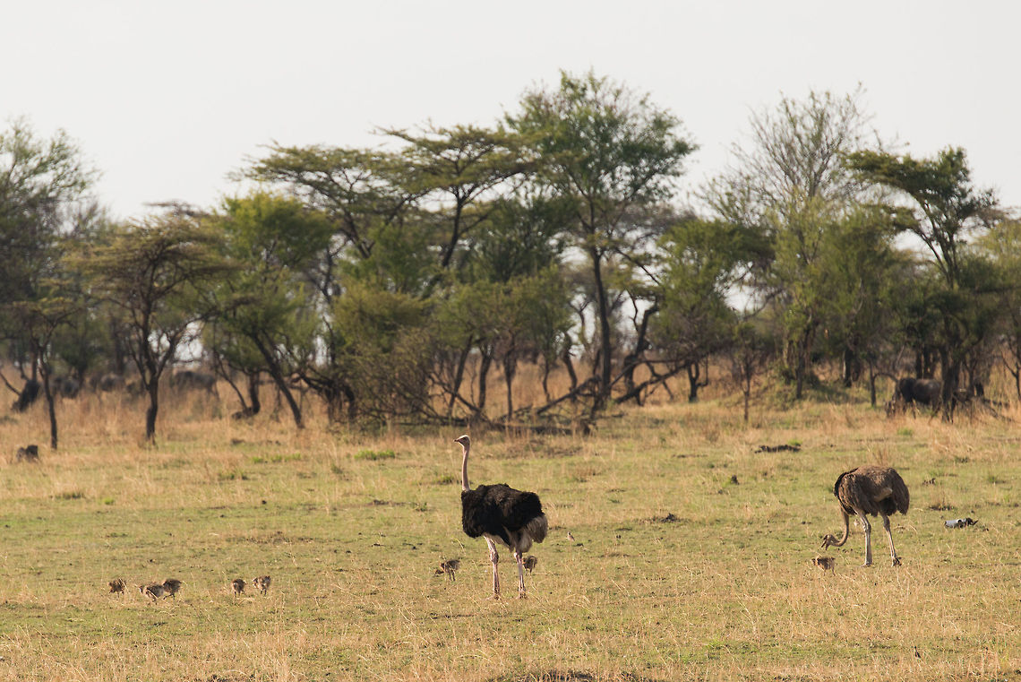 Full Ostrich family, Serengeti Too far away to be a good picture, but I for one had never seen baby Ostriches before. This scene has the father (left), mother (right), and 8 youngsters. The skull to the right is a reminder that we're in the Serengeti, and that this is a vulnerable time for the family. Africa,Ostrich,Serengeti National Park,Serengeti North,Serengeti area,Struthio camelus,Tanzania