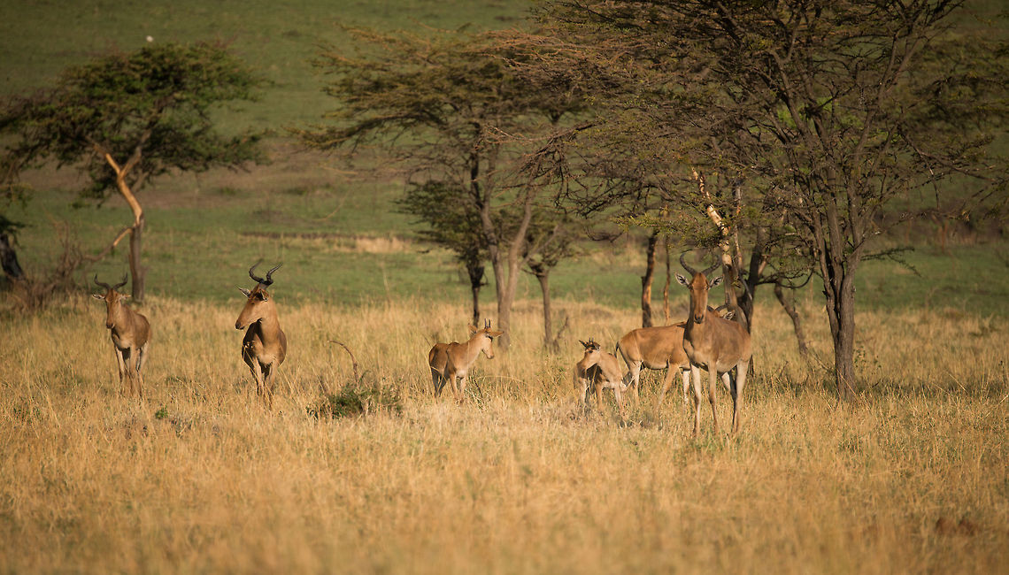 Cokes Hartebeest family, Serengeti North  Africa,Alcelaphus buselaphus cokii,Cokes Hartebeest,Serengeti National Park,Serengeti North,Serengeti area,Tanzania