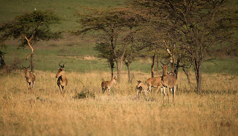 Cokes Hartebeest family, Serengeti North  Africa,Alcelaphus buselaphus cokii,Cokes Hartebeest,Serengeti National Park,Serengeti North,Serengeti area,Tanzania